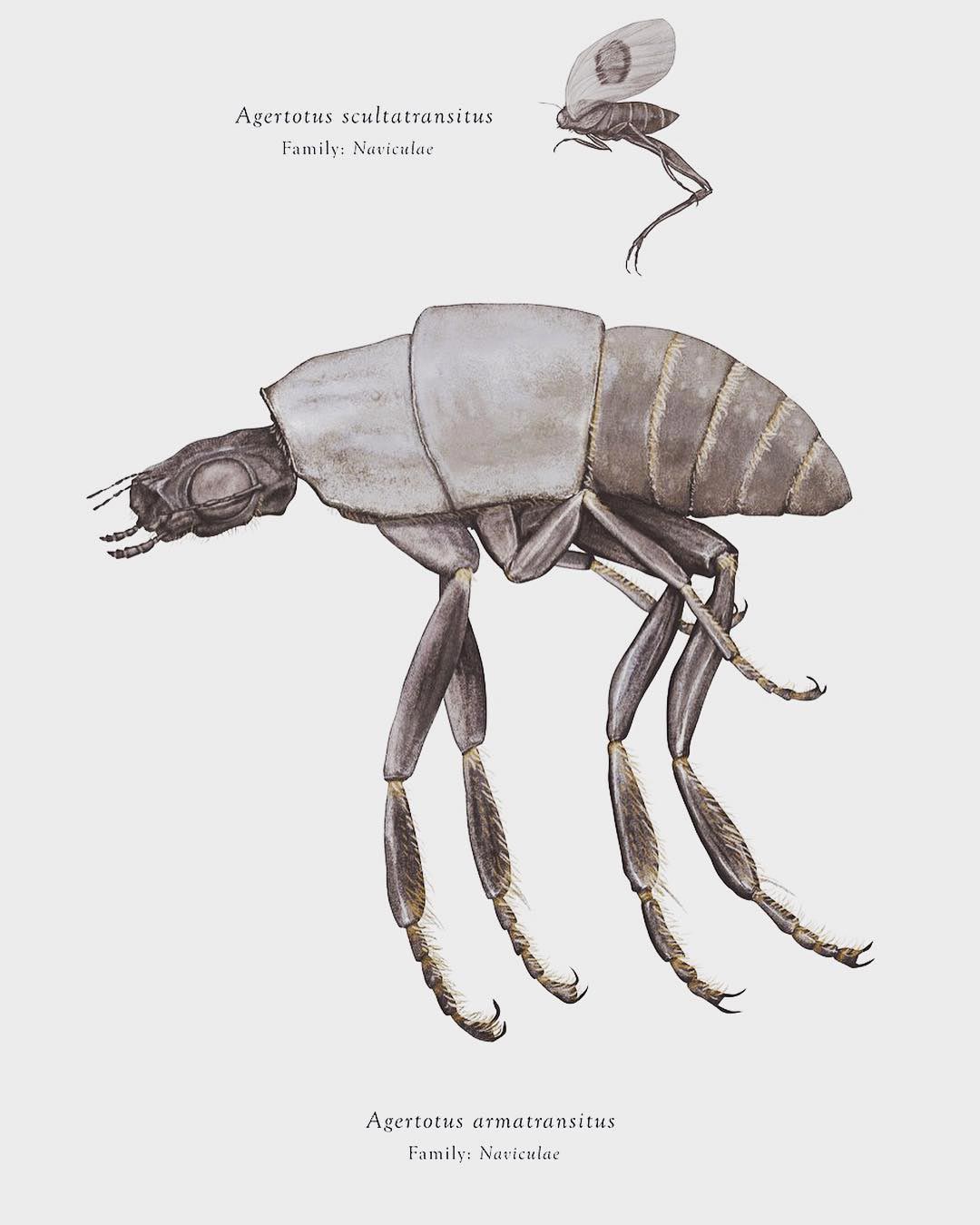 Agertotus armatransitus e Agertotus scultatransitus, Arthropoda Iconicus