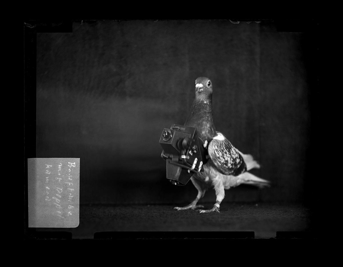 Un piccione con la macchina fotografica di Julius Neubronner