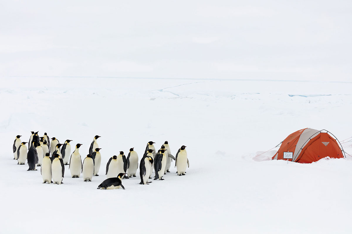 Una colonia di pinguino imperatore in Antartide